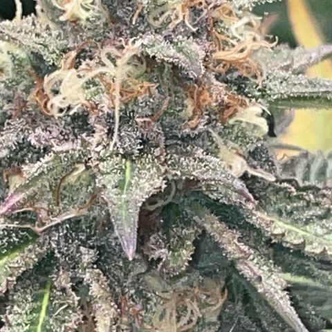 Rancid Rainbow #1 growlog timeline photo