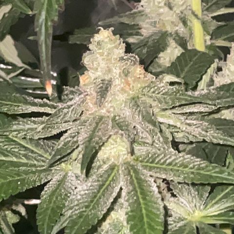Rancid Rainbow #1 growlog timeline photo