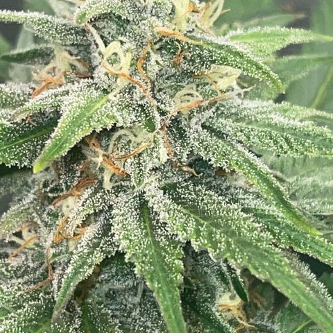 Rancid Rainbow #1 growlog timeline photo