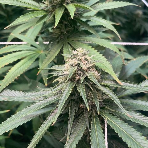 Rancid Rainbow #1 growlog timeline photo