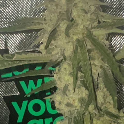 Rancid Rainbow #1 growlog timeline photo