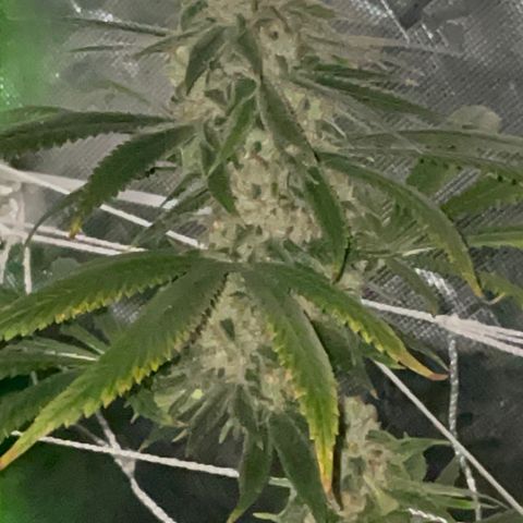 Rancid Rainbow #1 growlog timeline photo
