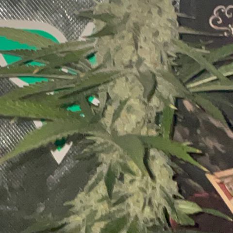 Rancid Rainbow #1 growlog timeline photo