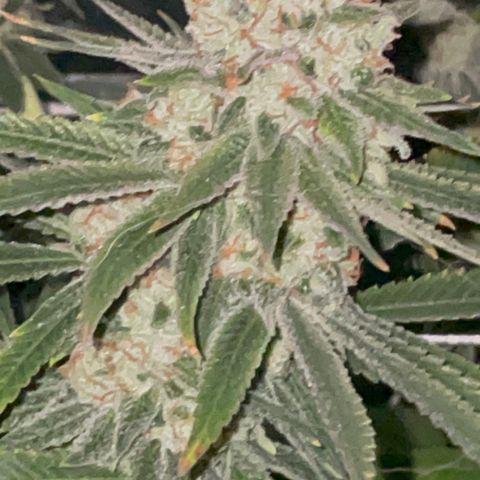 Rancid Rainbow #1 growlog timeline photo