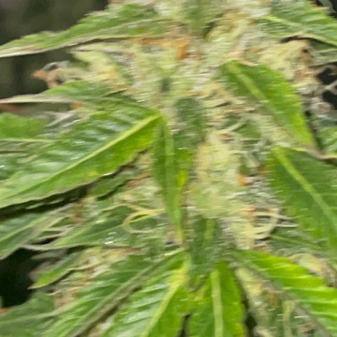 Rancid Rainbow #1 growlog timeline photo
