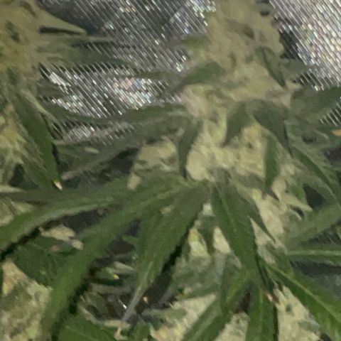 Rancid Rainbow #1 growlog timeline photo