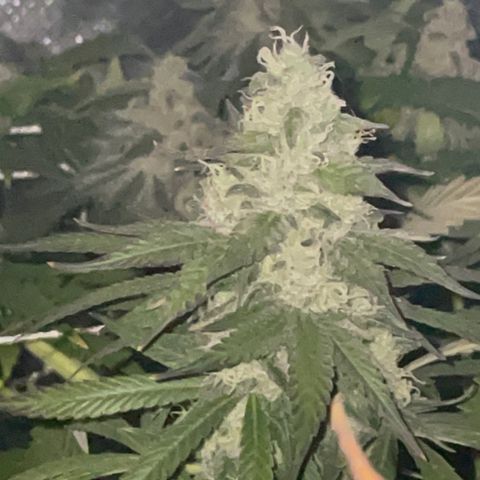 Rancid Rainbow #1 growlog timeline photo