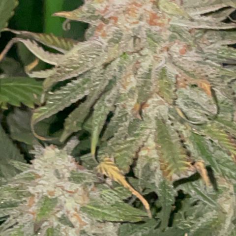 Rancid Rainbow #1 growlog timeline photo