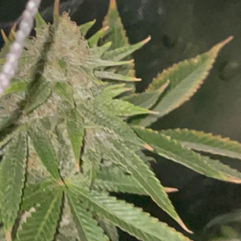 Rancid Rainbow #1 growlog timeline photo