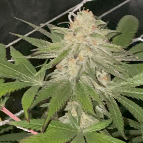 Rancid Rainbow #1 growlog timeline photo