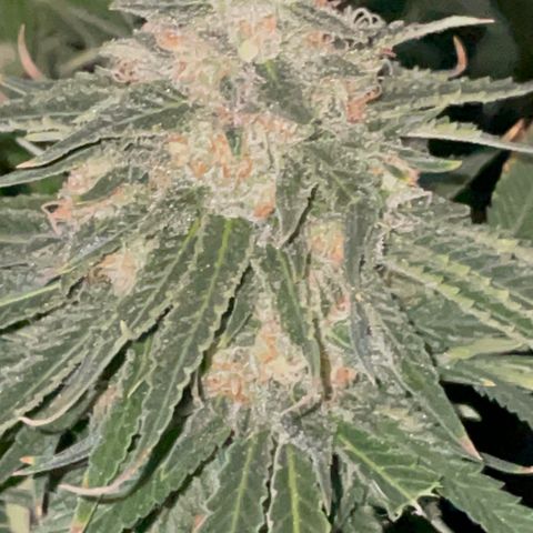 Rancid Rainbow #1 growlog timeline photo