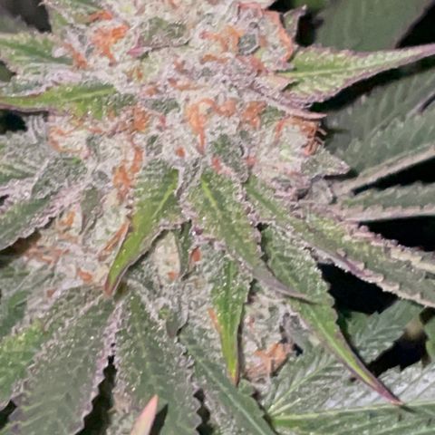 Rancid Rainbow #1 growlog timeline photo
