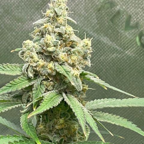 Rancid Rainbow #1 growlog timeline photo