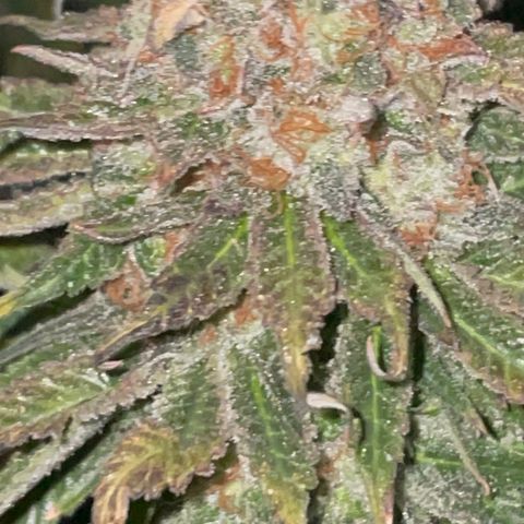 Rancid Rainbow #1 growlog timeline photo