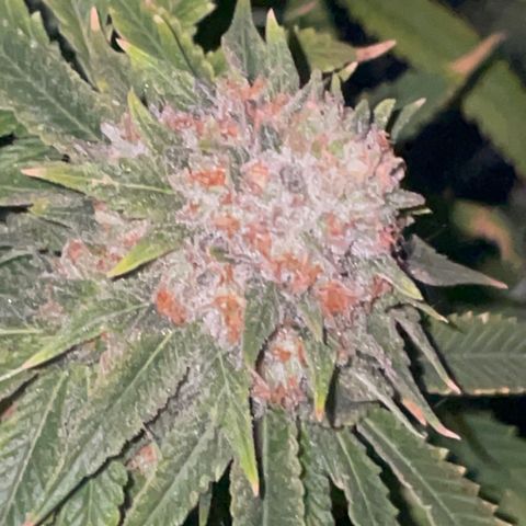 Rancid Rainbow #1 growlog timeline photo