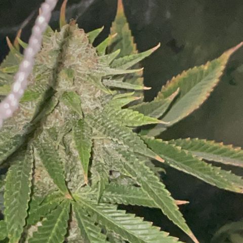 Rancid Rainbow #1 growlog timeline photo