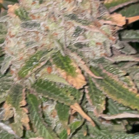 Rancid Rainbow #1 growlog timeline photo