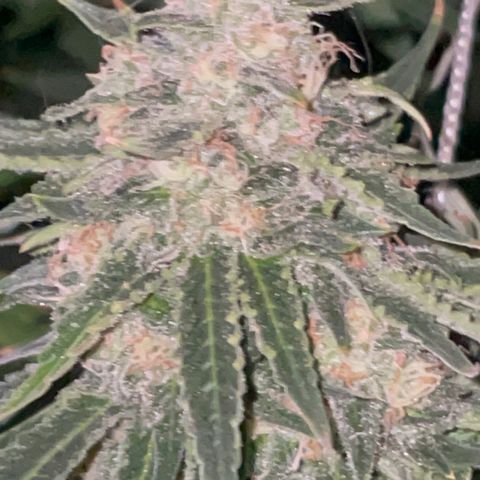 Rancid Rainbow #1 growlog timeline photo