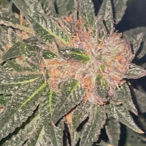 Rancid Rainbow #1 growlog timeline photo