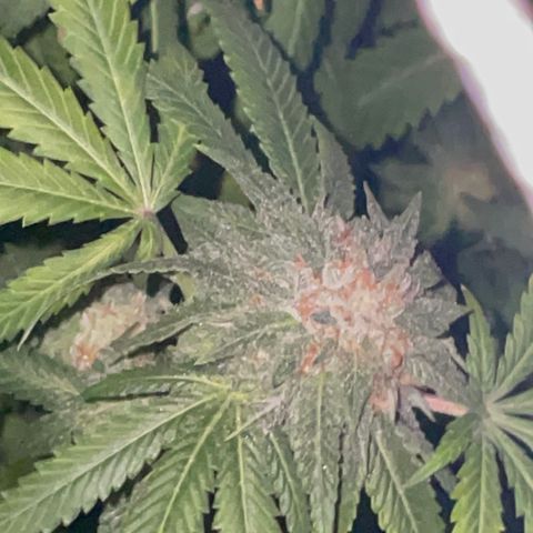 Rancid Rainbow #1 growlog timeline photo