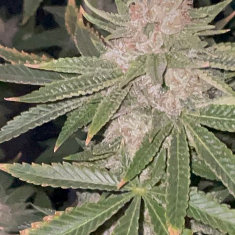 Rancid Rainbow #1 growlog timeline photo