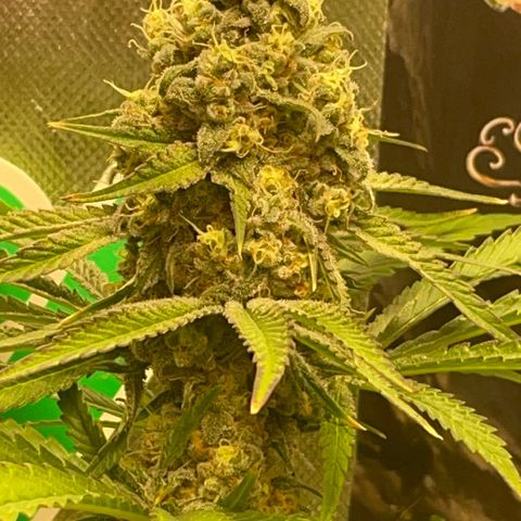 Rancid Rainbow #1 growlog timeline photo