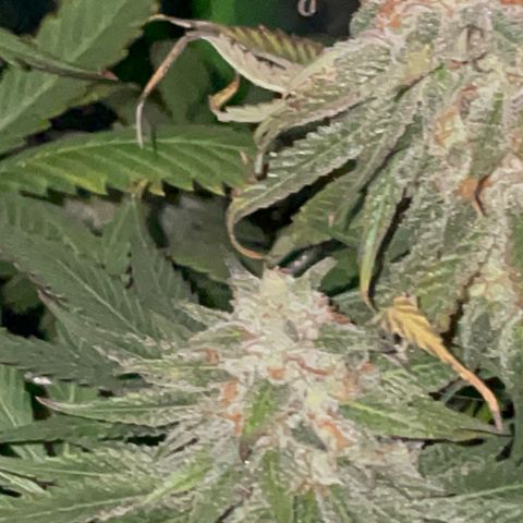Rancid Rainbow #1 growlog timeline photo