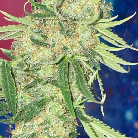 Purple Chem #2 growlog photo: 63 days