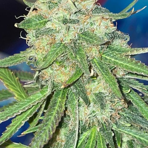 Purple Chem #2 growlog photo: 63 days