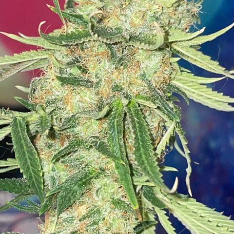 Purple Chem #2 growlog photo: 63 days