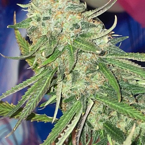 Purple Chem #2 growlog photo: 63 days