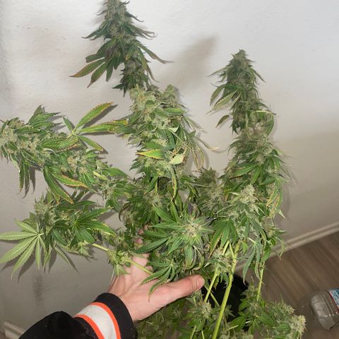 Tahoe OG Kush  #2 growlog photo: 63 days 