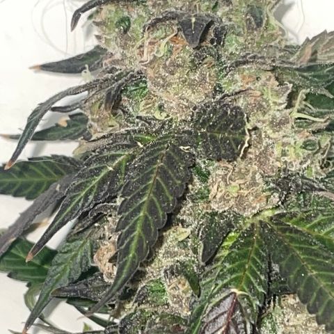 Tahoe OG Kush  #1 growlog photo: 63 Days