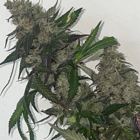 Tahoe OG Kush  #1 growlog photo: 63 Days