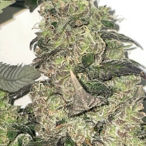 Tahoe OG Kush  #1 growlog photo: 63 Days