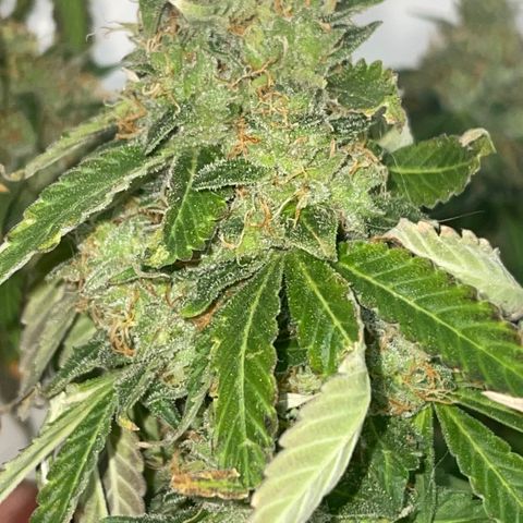 Tahoe OG Kush  #2 growlog photo: 63 days 