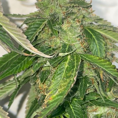 Tahoe OG Kush  #2 growlog photo: 63 days