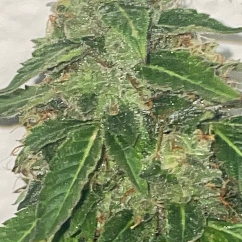 Tahoe OG Kush  #2 growlog photo: 63 days