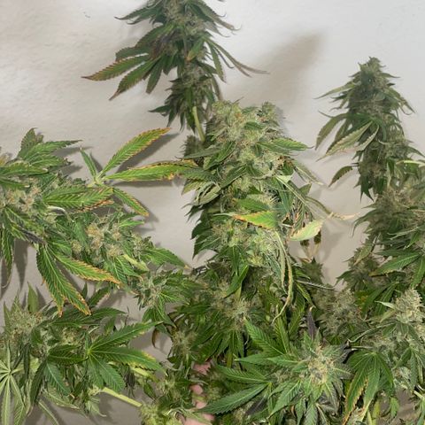 Tahoe OG Kush  #2 growlog photo: 63 days 