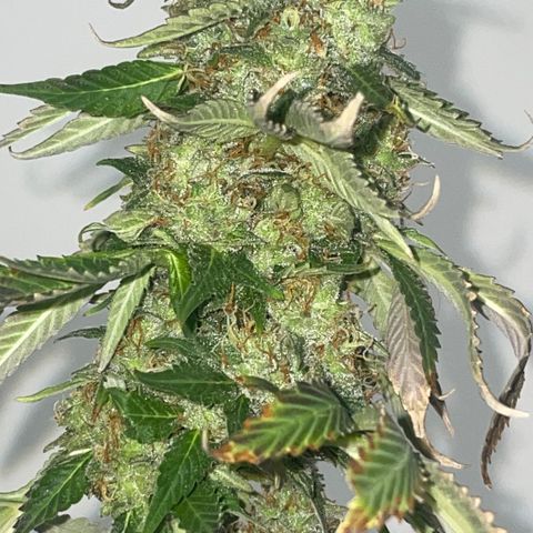 Tahoe OG Kush  #2 growlog photo: 63 days