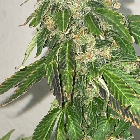 Tahoe OG Kush  #2 growlog photo: 63 days