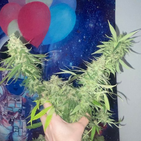 Purple Chem #2 growlog photo: 63 days