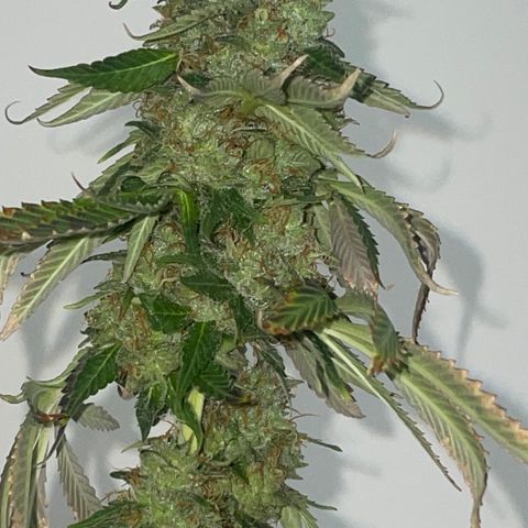 Tahoe OG Kush  #2 growlog photo: 63 days