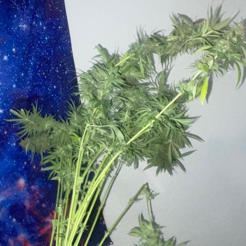 Purple Chem #2 growlog photo: 63 days