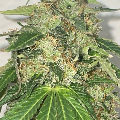 Tahoe OG Kush  #2 growlog photo: 63 days