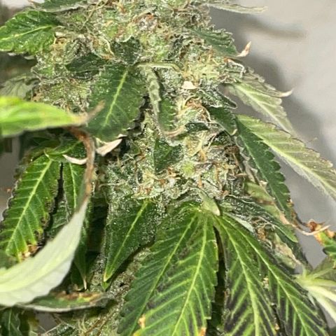Tahoe OG Kush  #2 growlog photo: 63 days