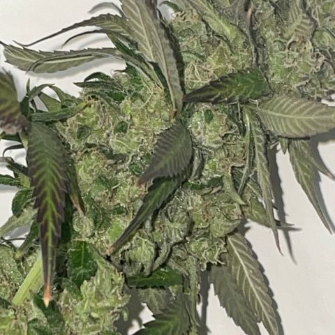 Tahoe OG Kush  #1 growlog photo: 63 Days