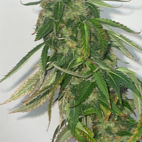 Tahoe OG Kush  #2 growlog photo: 63 days