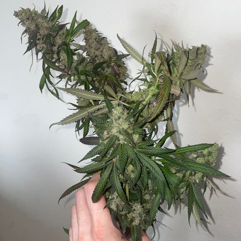 Tahoe OG Kush  #1 growlog photo: 63 Days