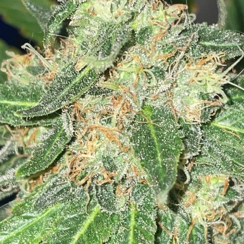Purple Chem #2 growlog photo: 63 days